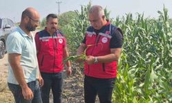 Antakya'da Mısır Hasadı Tüm Hızıyla Sürüyor