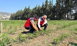 Antakya'da Üreticilerle Tarımsal Değerlendirme Toplantısı Yapıldı