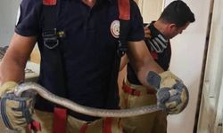Antakya'da Yılan Alarmı: İtfaiye Ekipleri Harekete Geçti