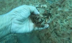 Antalya Kıyılarında Deniz Tabanında Tehlikeli Peltemsi Tabaka Oluştu