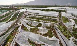 Antalya'da üreticilere afet sonrası 657 bin 400 metrekare sera naylonu desteği sağlandı