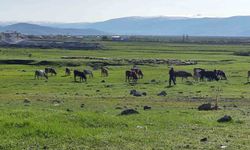 Ardahan'da kuduz tehlikesi: Karantina uygulamaları başladı