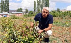 Aronya ile Sarız'a Yeni Bir Nefes