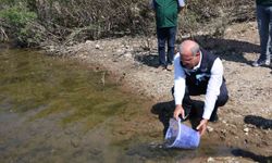 Atikhisar Barajı'na 348 Bin Sazan Yavrusu Salındı