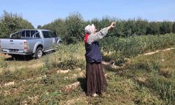 Babaeski'de Tarım Arazileri İnceleniyor