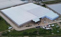 Bafra'da 63 bin metrekarelik topraksız tarım projeleri faaliyete geçti