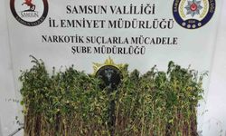 Bafra'da büyük uyuşturucu operasyonu: 1.655 kök kenevir ele geçirildi