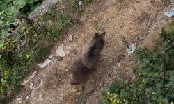 Bahçeye giren ayı paniğe yol açtı- Video