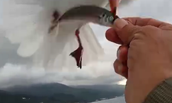 Balıkçının martılarla olan bağı görüntülendi