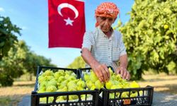 Bardacık incirinde hasat sezonu başladı