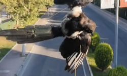 Batman'da İtfaiye, Direğe Saran Kuşu Kurtardı