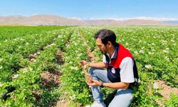 Bayburt'ta patates alanları hastalıklar için denetlendi
