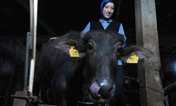 Bayburt'un Manda Yetiştiricisi: İncili Köyü'nün Simgesi Oldu