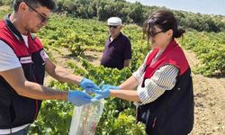 Bekilli'de Üzüm Bağlarından Örnekleme Süreci Başladı