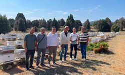 Beyşehir'de arı kovanları sayım altına alınıyor