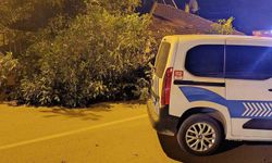 Beyşehir'de Yola Devrilen Ağaç Trafiği Aksattı