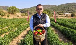 Bilecik'te Kamber Biberi Hasadı Başladı