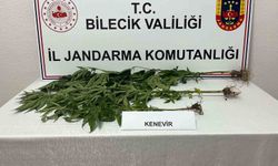 Bilecik'te yasadışı kenevir ekimi tespit edildi