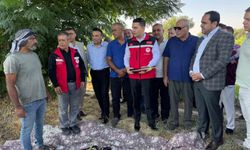 Birecik Patlıcanında Hasat Dönemi Başladı