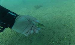 Bodrum'da deniz dibi temizliği: Torba sahilinden 75 kilo atık toplandı
