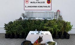 Bodrum'da jandarma operasyonu: 56 kök kenevir ve 10 kilo skunk ele geçirildi