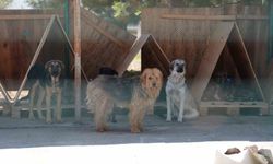 Bolu'da 8 Ayda 621 Kedi ve Köpek Yeni Ailelerine Kavuştu