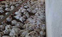 Bolu'da havalandırma arızası 4 bin tavuğu öldürdü