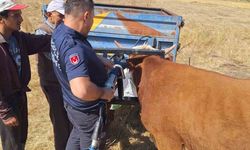 Bolu'da Tarım Aletine Sıkışan İnek Kurtarıldı
