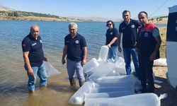 Burdur'daki göletler yavru sazanlarla zenginleşti