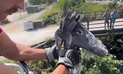 Çalılıklara Sıkışan Balıkçıl Kuşu İtfaiye Ekipleri Tarafından Kurtarıldı