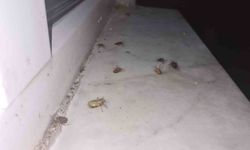Çaycuma'da kahverengi kokarca böcekleri rahatsız ediyor
