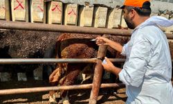 Çay'da İthal Hayvanlar İçin Sağlık Taraması