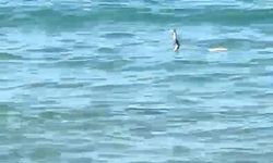 Çeşme'de tatilcileri yılan korkusu sardı