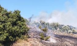 Çine'de Zirai Alanlarda Yangın Çıkışı