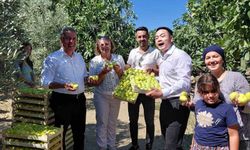 Çinli Fenomenler Aydın İncirinin Tadına Vardı