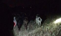 Çivril jandarması kaybolan keçileri hızla buldu