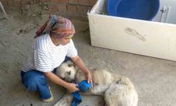 Çoban köpeğine kurşun: Sakat bırakıldı