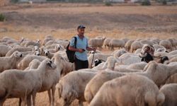 Çobanın hırsızlarla işbirliği ortaya çıktı: 350 küçükbaş hayvan kurtarıldı