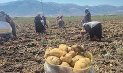 Çölovası'nda patates hasadı devam ediyor