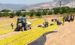 Cumhurbaşkanlığına üzüm üreticilerinin talepleri iletildi