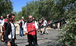 Dikili'de Zeytin Hasadı Sezonu Açıldı