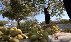 Diyarbakır'da Yaz Sıcaklarında Fıstık Hasadı Devam Ediyor