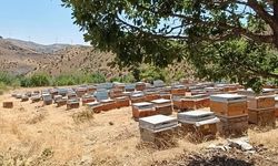 Diyarbakır'da yeni bal sezonu başladı