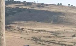 Diyarbakır'da Yuvadan Takılan Leylek Kurtarıldı