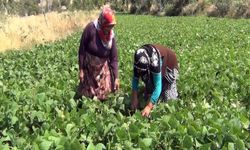 Doğal üretim, doğrudan satış: Çiftçiler pazarın yıldızı