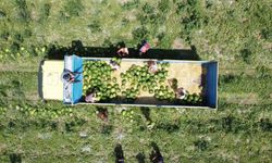 Dron ile görüntülenen kavurucu sıcaklıkta karpuz hasadı
