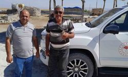 Duyarlı Çiftçi, Yaralı Kızıl Şahin'i Kurtardı