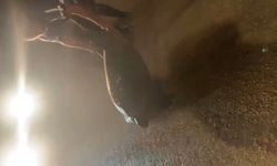 Duyarlı vatandaş, yolunu kaybeden caretta carettayı denize geri kavuşturdu