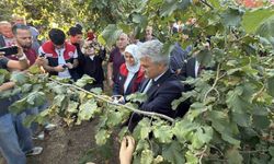 Düzce'de fındık hasat şenliği
