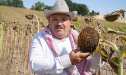 Edirne'de ayçiçeği üreticileri bu yıl bol hasat bekliyor